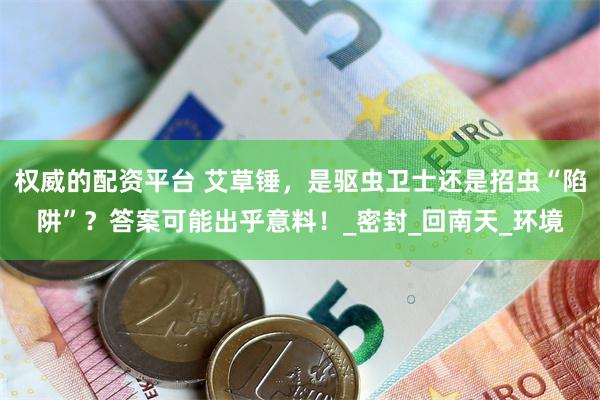 权威的配资平台 艾草锤，是驱虫卫士还是招虫“陷阱”？答案可能出乎意料！_密封_回南天_环境